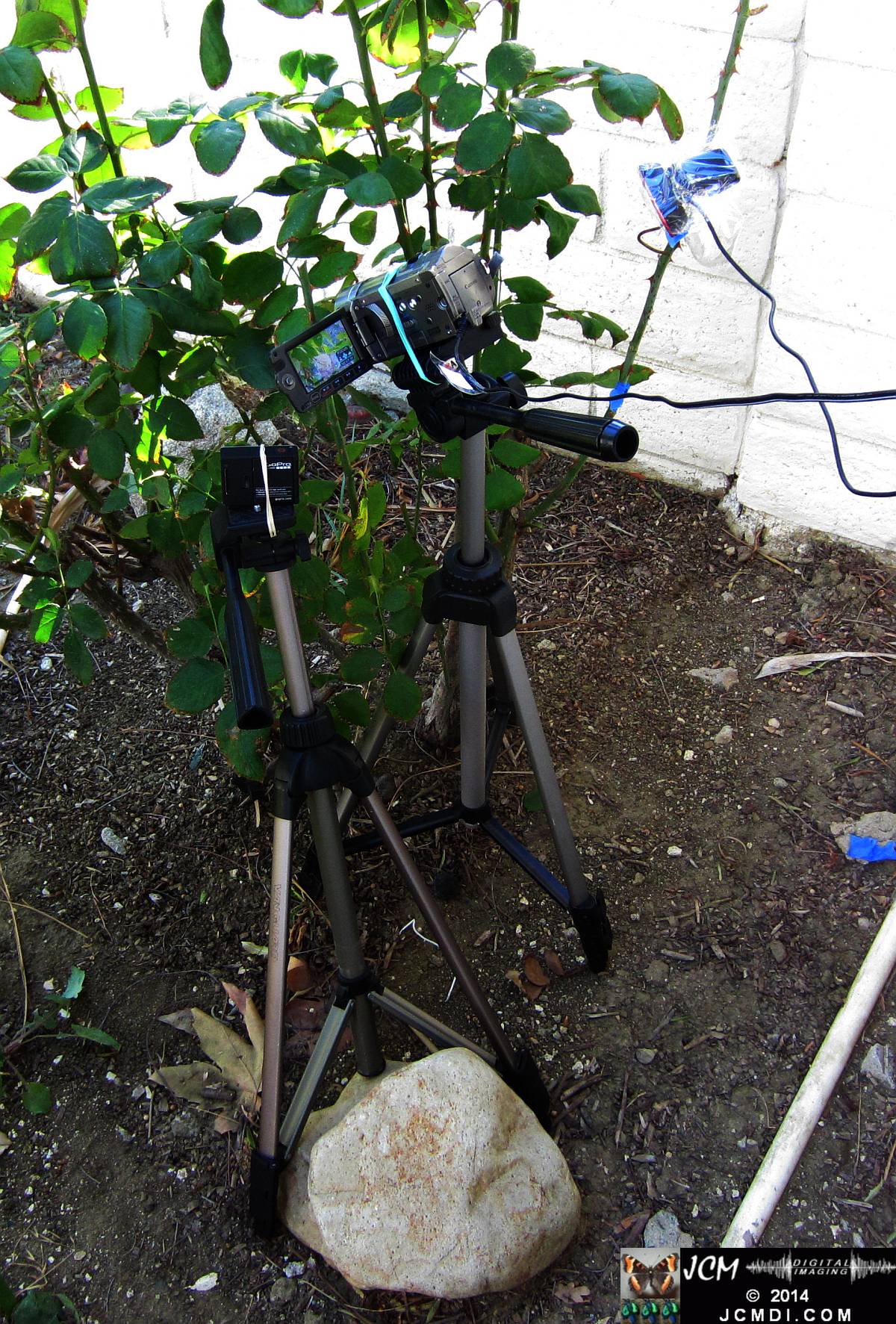 Allen's Hummingbird Nest Filming Setup